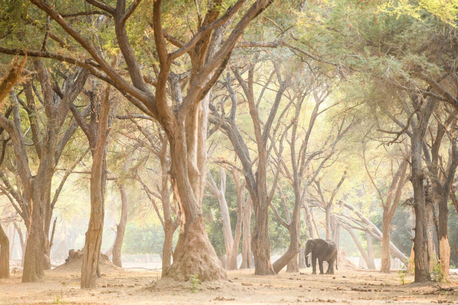 Elefant im „Zauberwald“ (Chiawa)