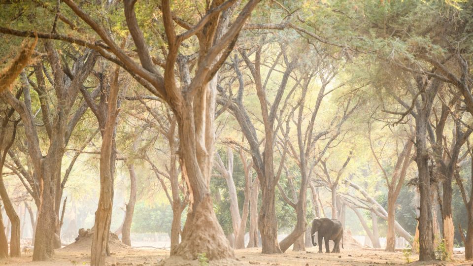 Elefant im „Zauberwald“ (Chiawa)