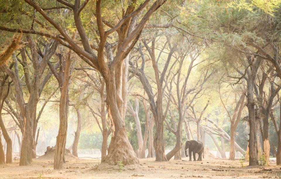Elefant im "Zauberwald" (Chiawa)