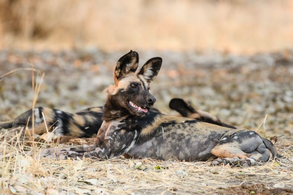 Auf die vom Aussterben bedrohten Afrikanische Wildhunde zu stoßen, ist immer ein Glücksfall – die Tiere haben ausgesprochen große Aktionsradien (Nsefu)