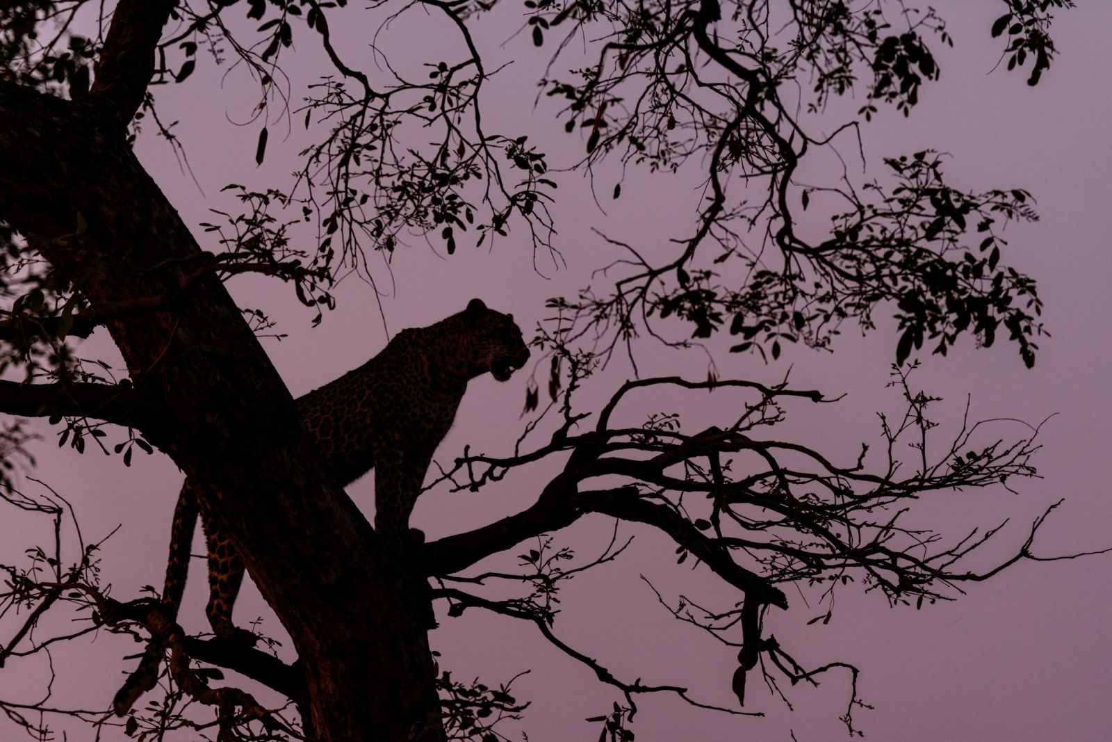 Leopardin im Baum (Old Mondoro)