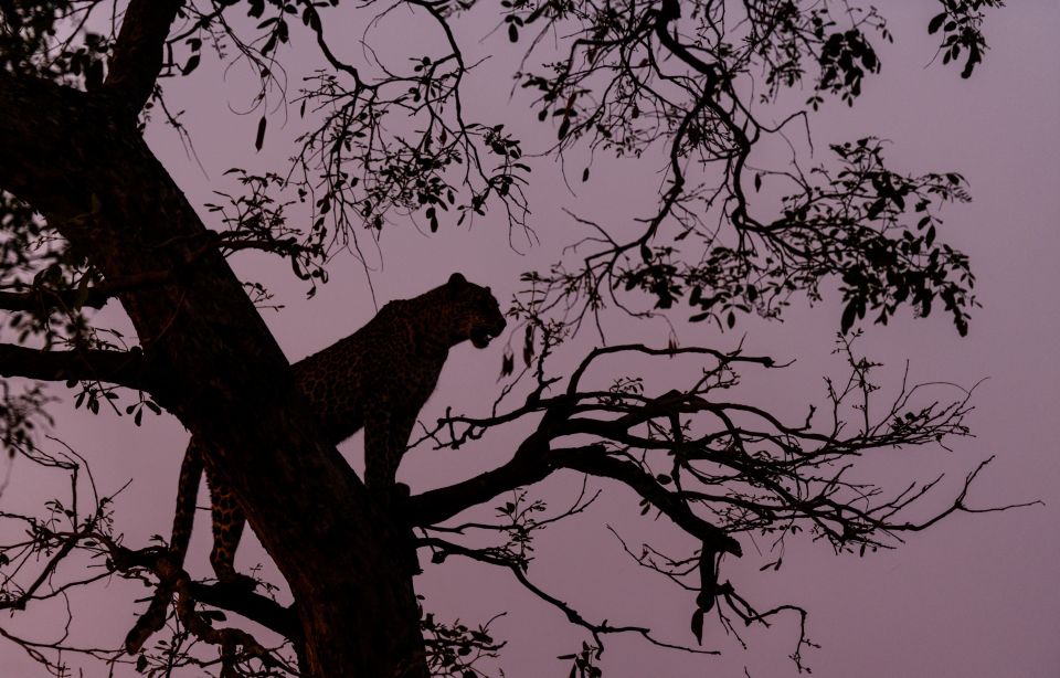 Leopardin im Baum (Old Mondoro)