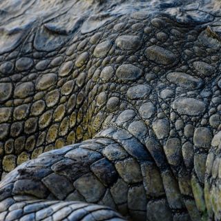 Krokodil-Detail am Ufer des Sambesi (Chiawa)