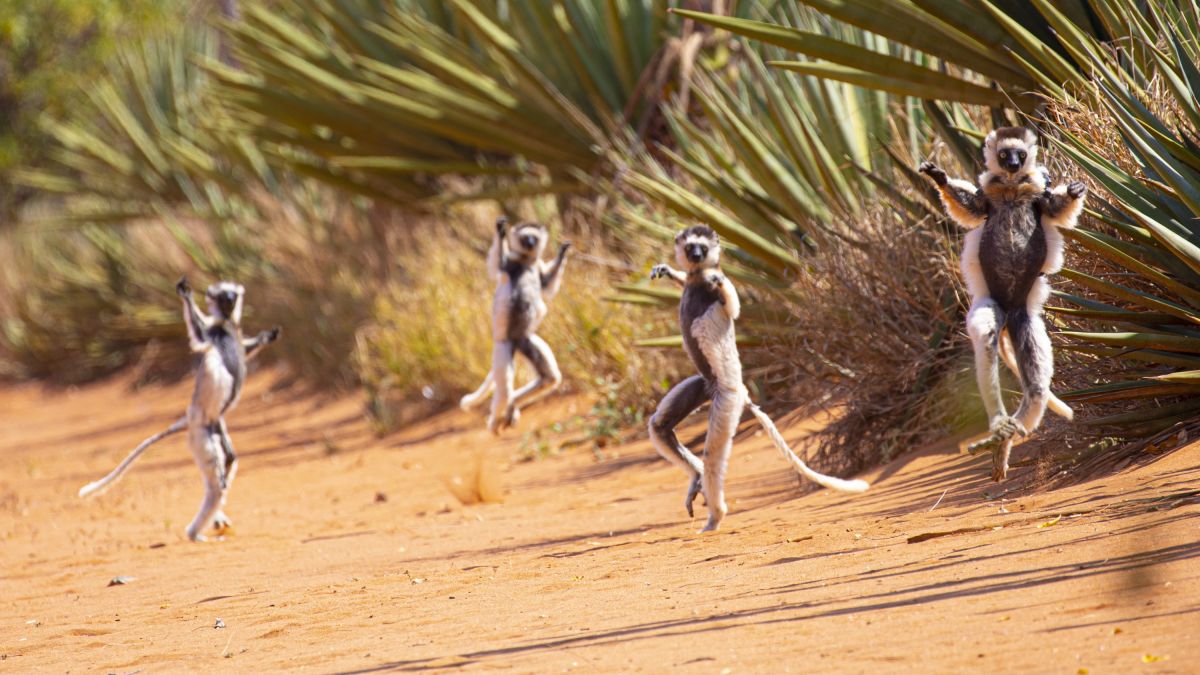 Tanzende Sifaki-Lemuren auf Madagaskar