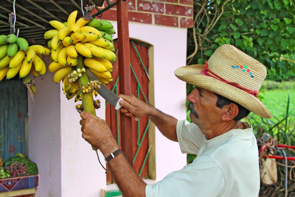 Bananenbauer
