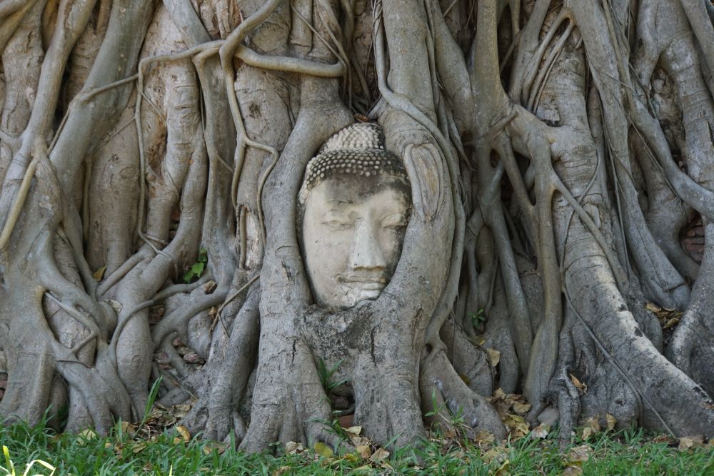 Eingewachsener Buddhakopf in Ayutthaya 