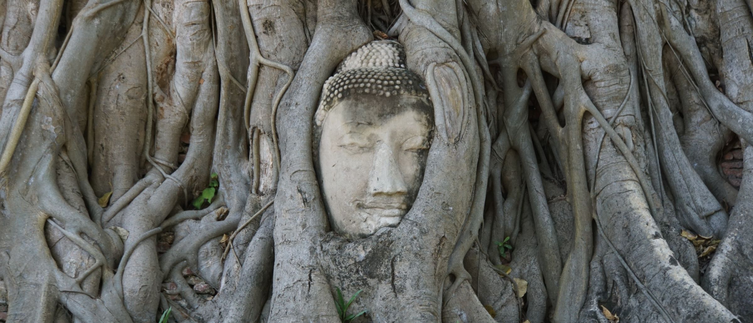 Eingewachsener Buddhakopf in Ayutthaya