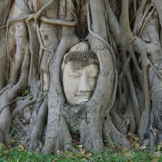 Eingewachsener Buddhakopf in Ayutthaya