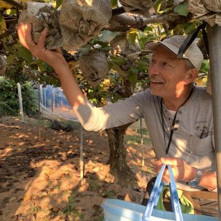 Herr Weiss unter einem Birnenbaum beim pflücken der reifen Früchte