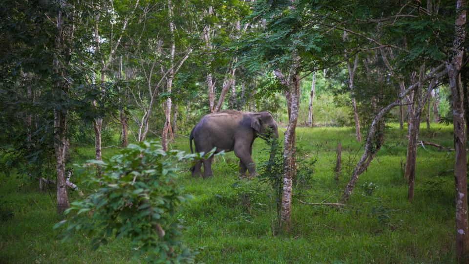 Elefant im Kuiburi-Nationalpark