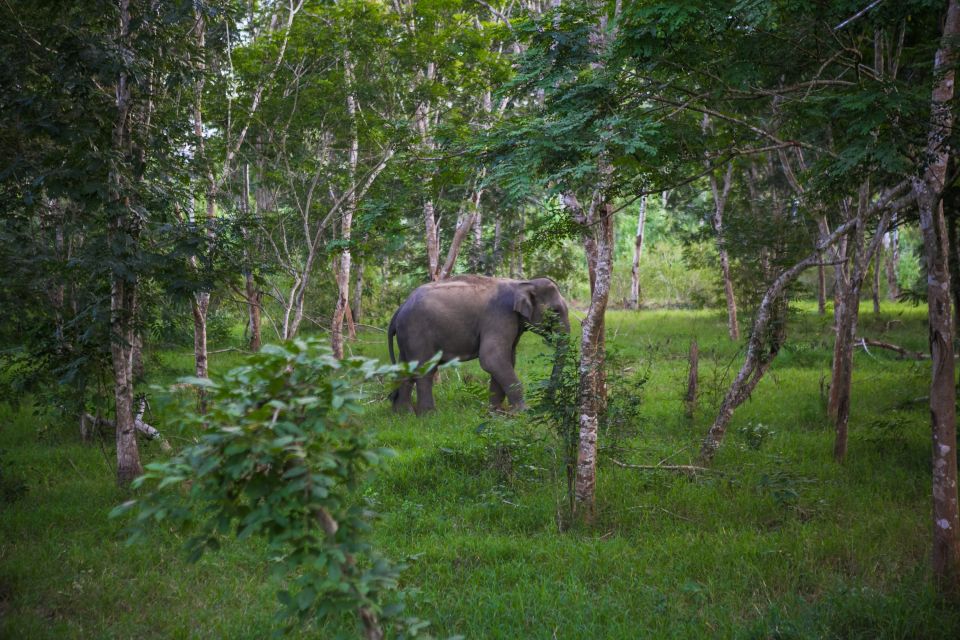 Elefant im Kuiburi-Nationalpark