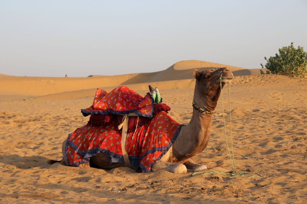 Kamel in der Wüste Thar
