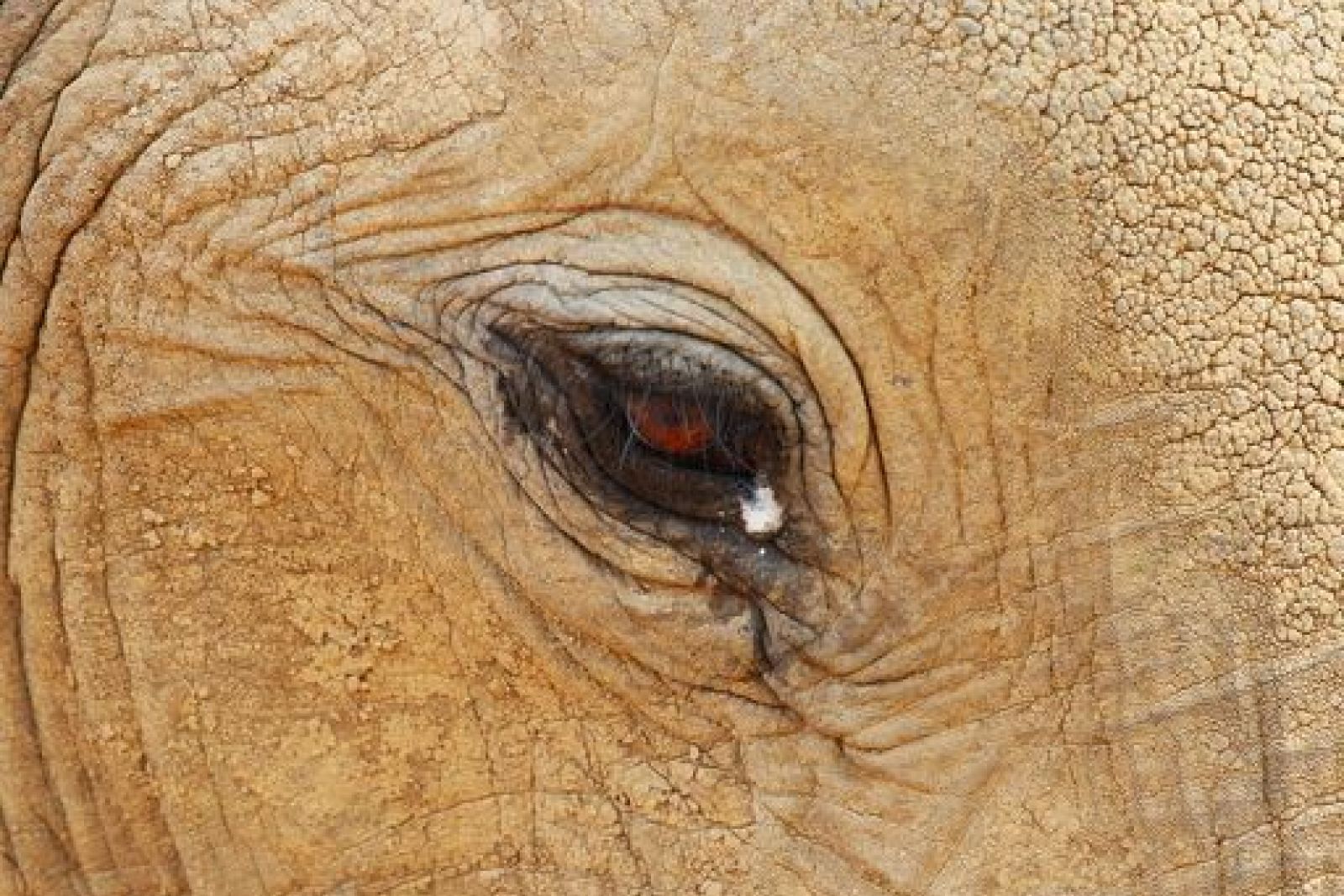Elefant im Detail