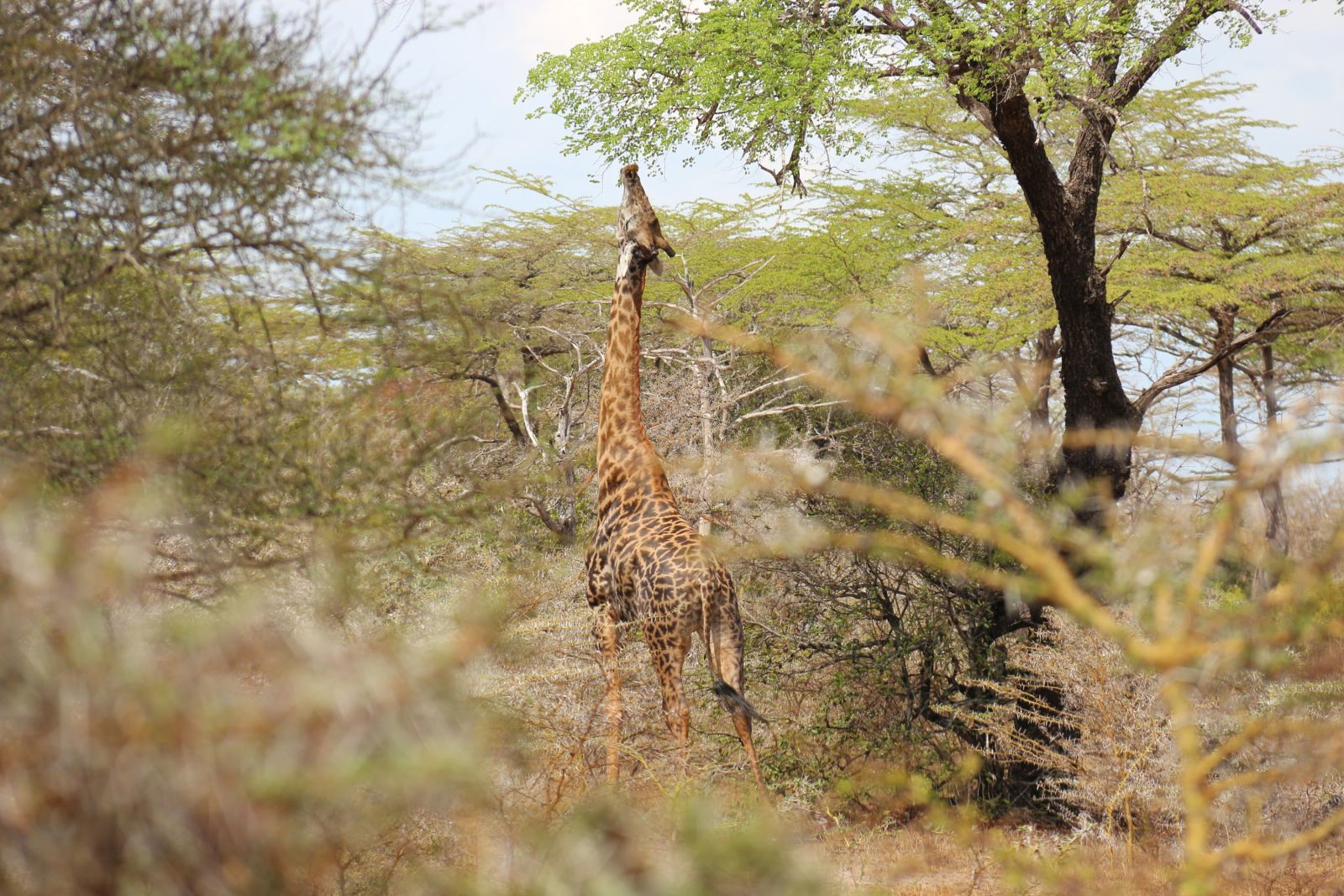 Giraffe im Nyerere-Nationalpark