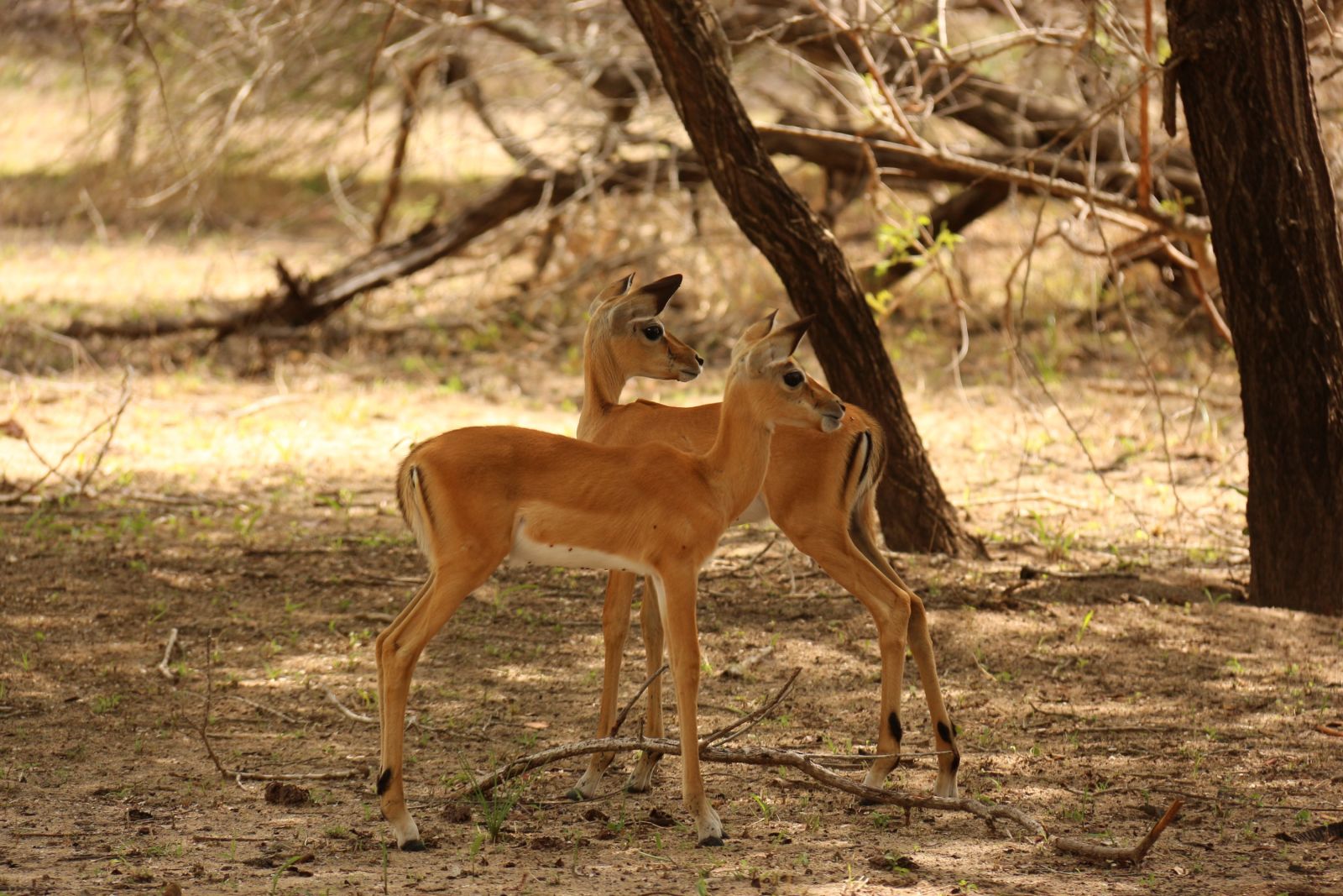Impalas im Camp Siwandu