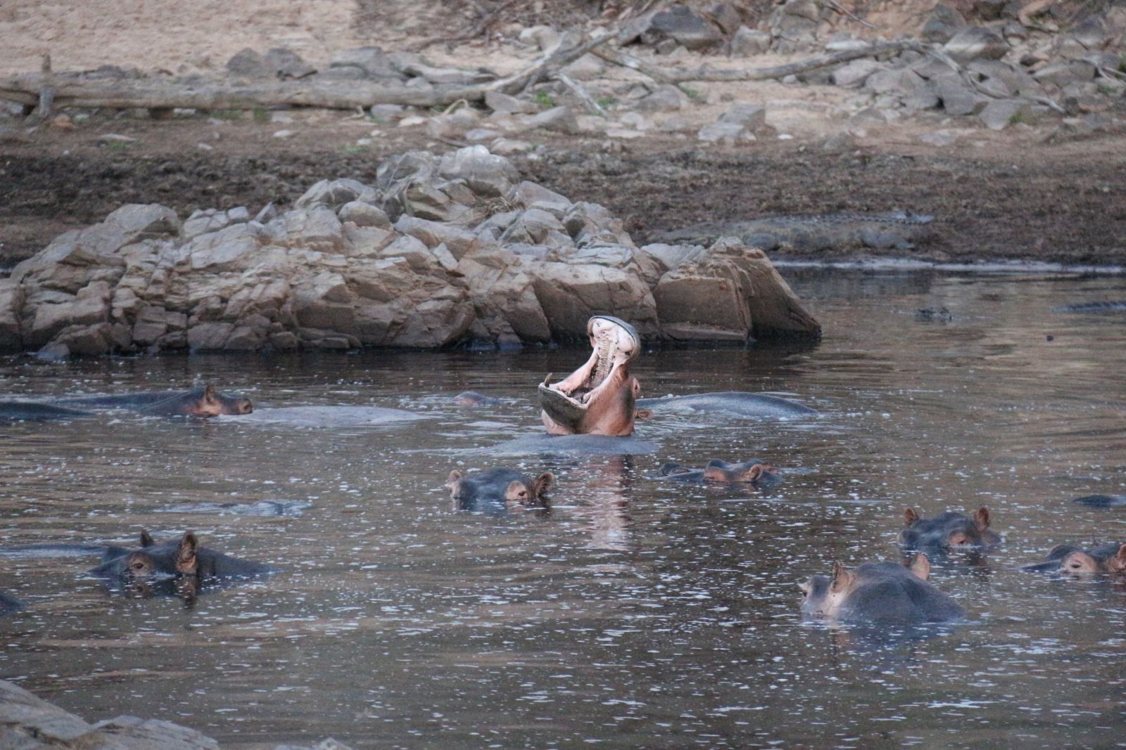 Hippo-Pool im Ruaha-Nationalpark