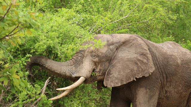 Elefant im Nyerere NP (Selous)