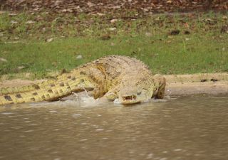 Krokodil im Nyerere-Nationalpark