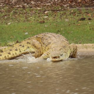 Krokodil im Nyerere-Nationalpark
