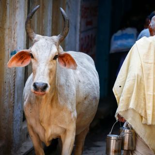 Die heilige Kuh unterwegs in den Gassen von Varanasi.
