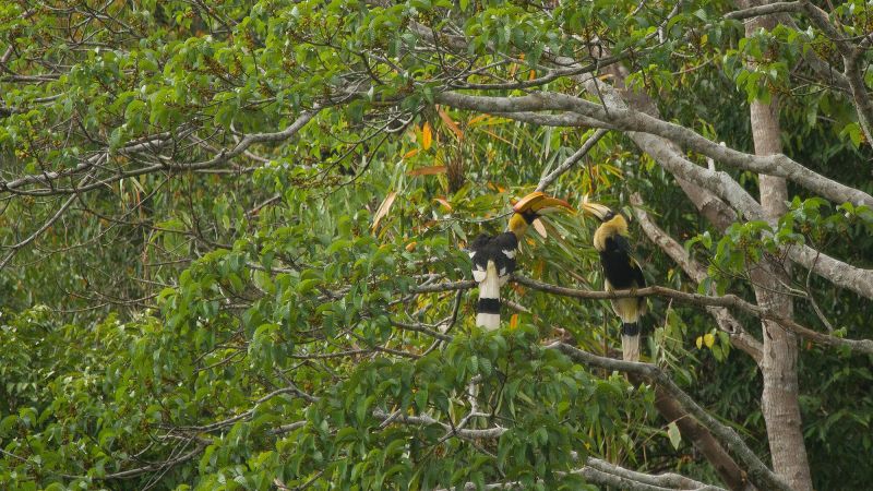 Hornbills im Khao-Sok-Nationalpark nahe dem Elephant Hill Resort