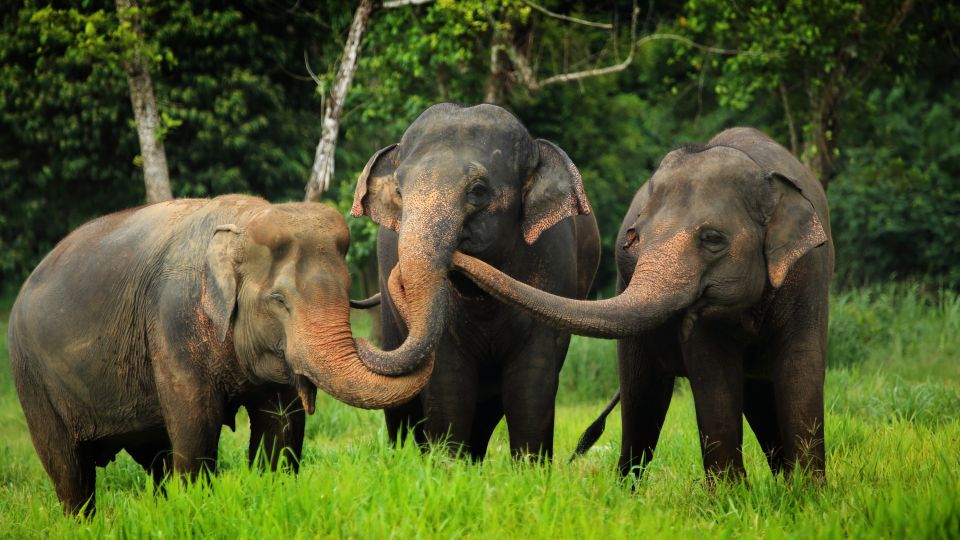 Elefanten im Elephant Hill Resort