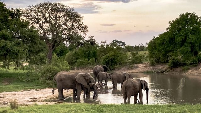 Safari im Kruger-Nationalpark