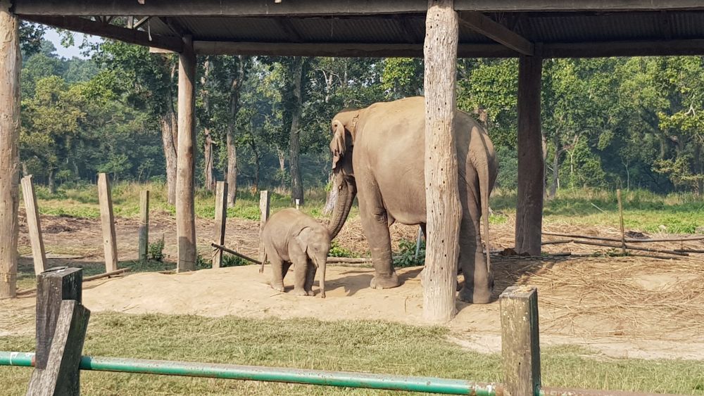 Elefantenaufzuchtstation im Chitwan NP