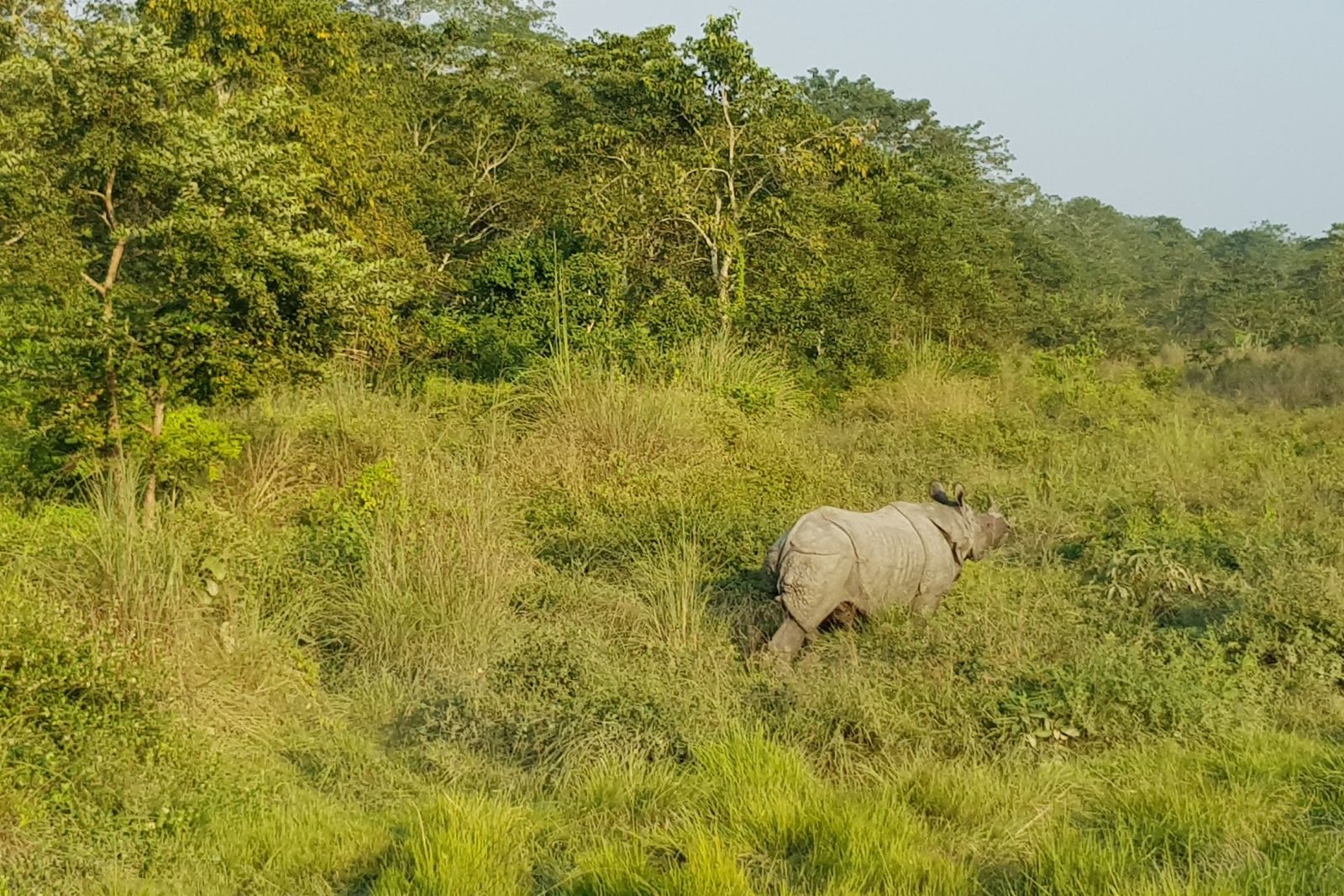 Nashorn im Chitwan NP