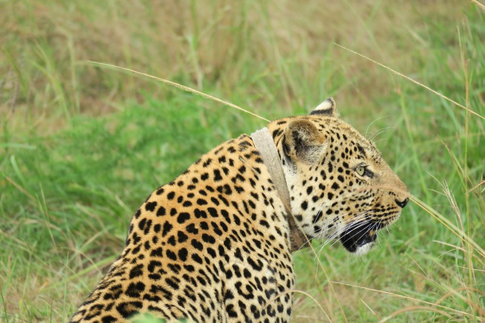 Sensored leopard