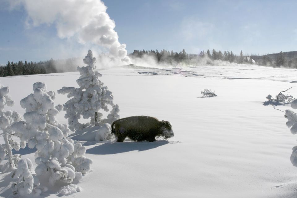 Bison kämpft sich durch hohen Schnee