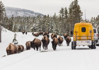 Snowcoach begegnet Bisonherde im Yellowstone-Nationalpark