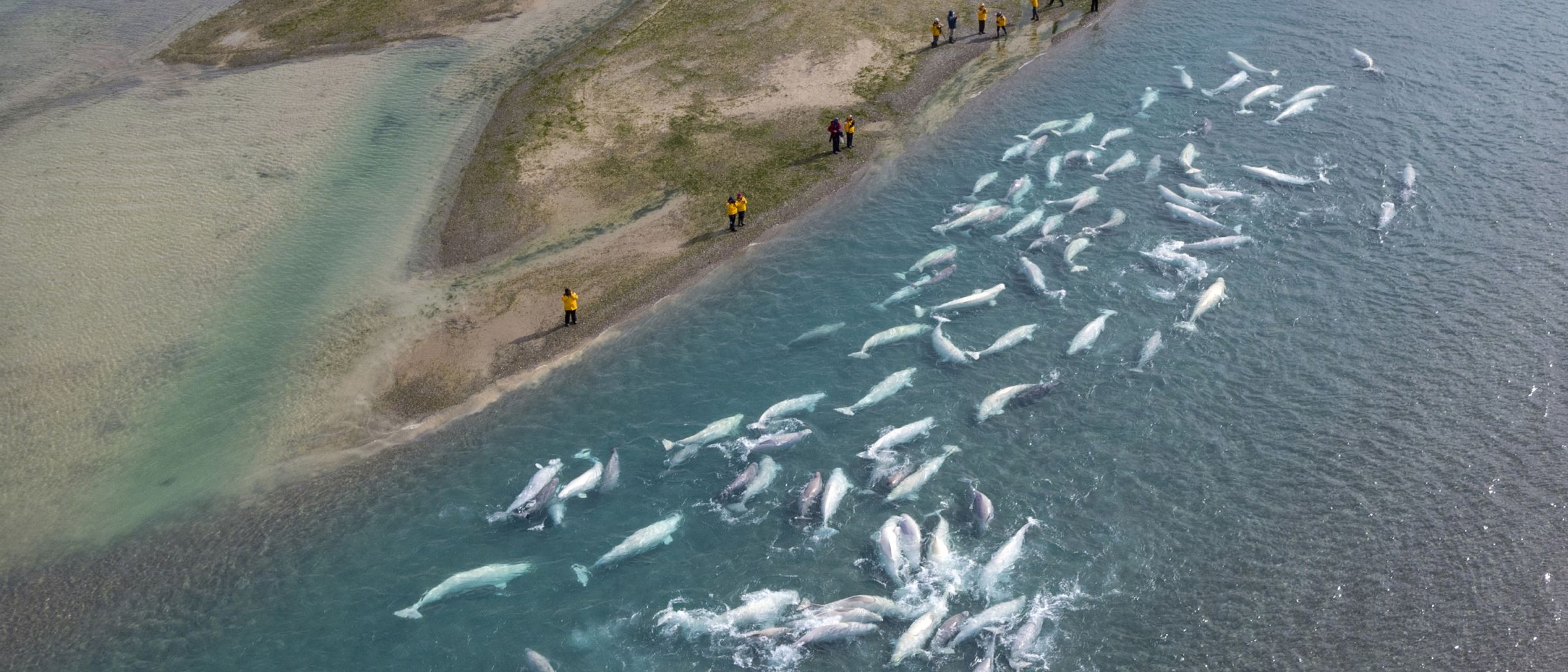 Touristen beobachten Belugas im Cunningham River