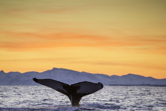 Walfluke vor winterlicher Kulisse