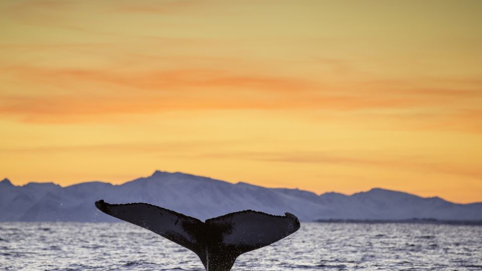 Walfluke vor winterlicher Kulisse