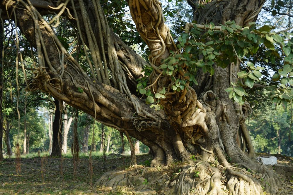 Indischer Pepulbaum – Pappelfeige oder auch Bodhibaum