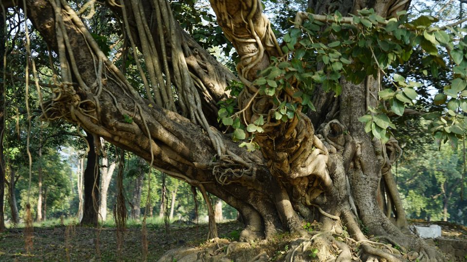 Indischer Pepulbaum – Pappelfeige oder auch Bodhibaum