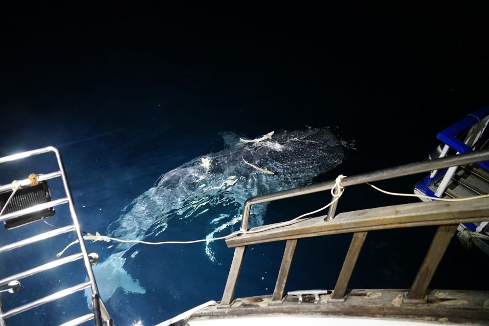 Ein Walhai direkt neben dem Boot auf den Malediven