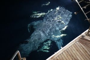 Besuch von einem Walhai direkt neben dem Schiff