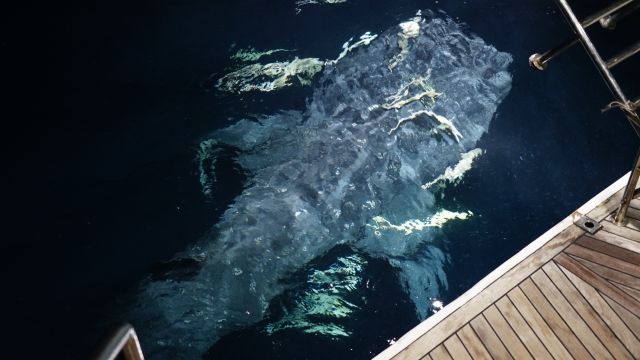 Besuch von einem Walhai direkt neben dem Schiff