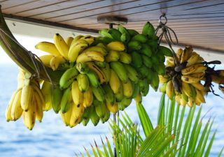 Eine frisch geerntete Bananenstaude mit unzähligen Früchten