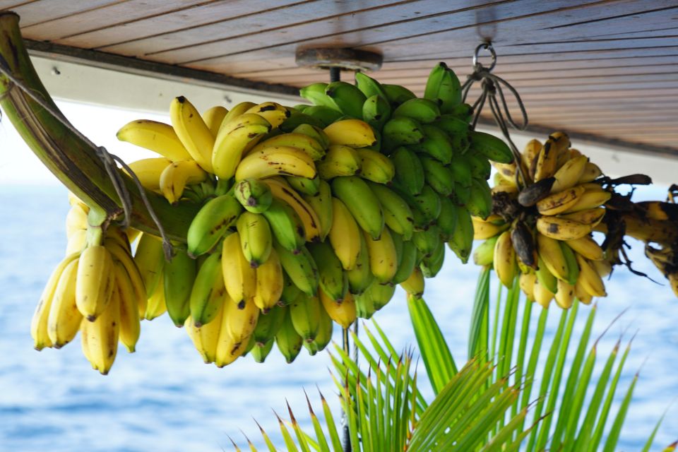 Eine frisch geerntete Bananenstaude mit unzähligen Früchten