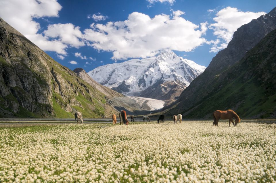 Kirgisische Pferde in der Nähe des Karakol