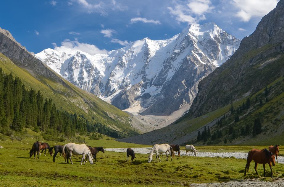 Wildpferde im Tianschan in Kirgistan