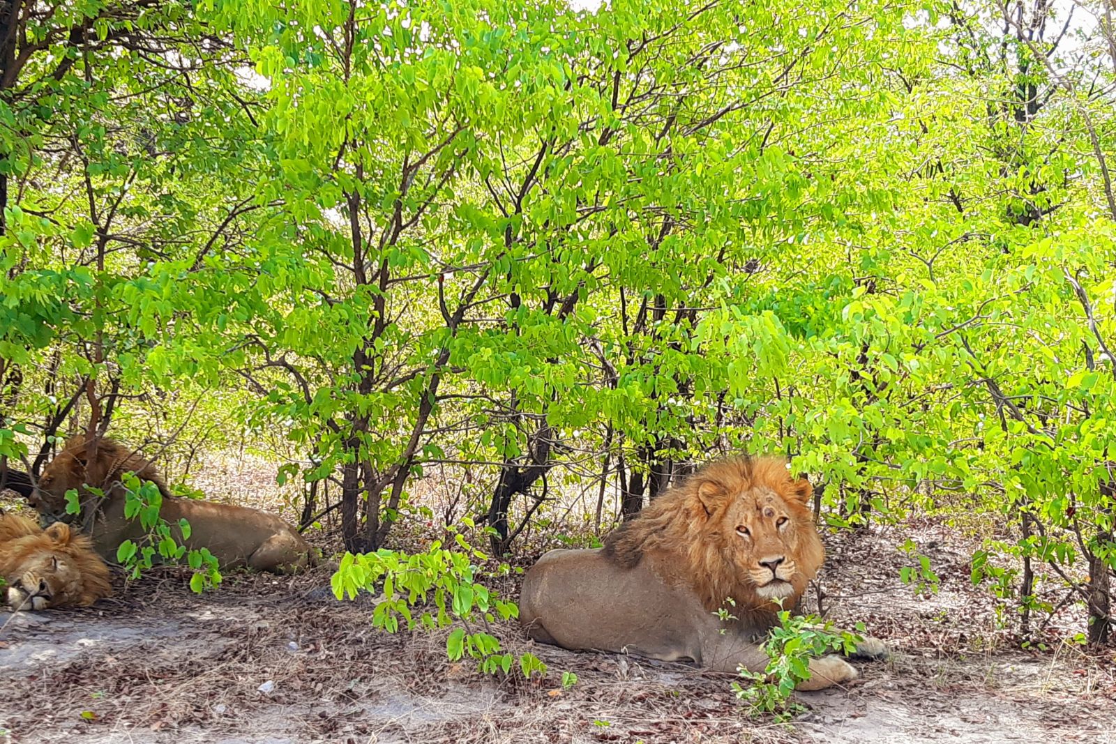 Löwen entspannen unter Mopanebäumen