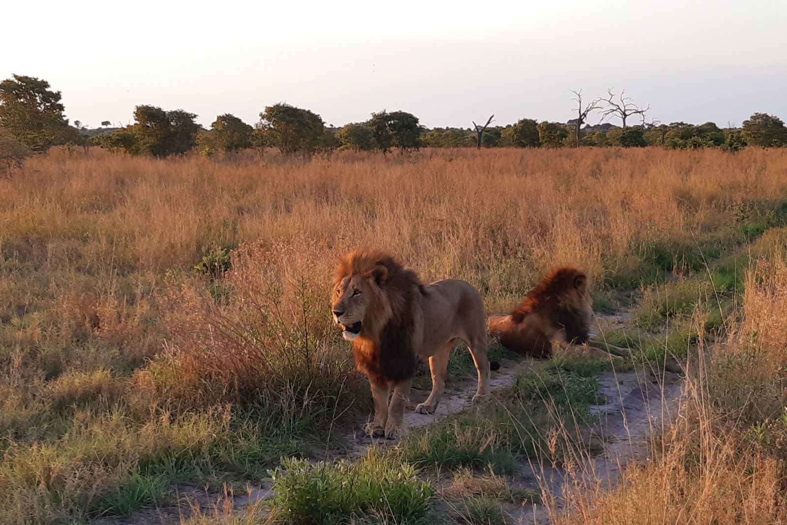 Starke Löwen in der Savuti-Region