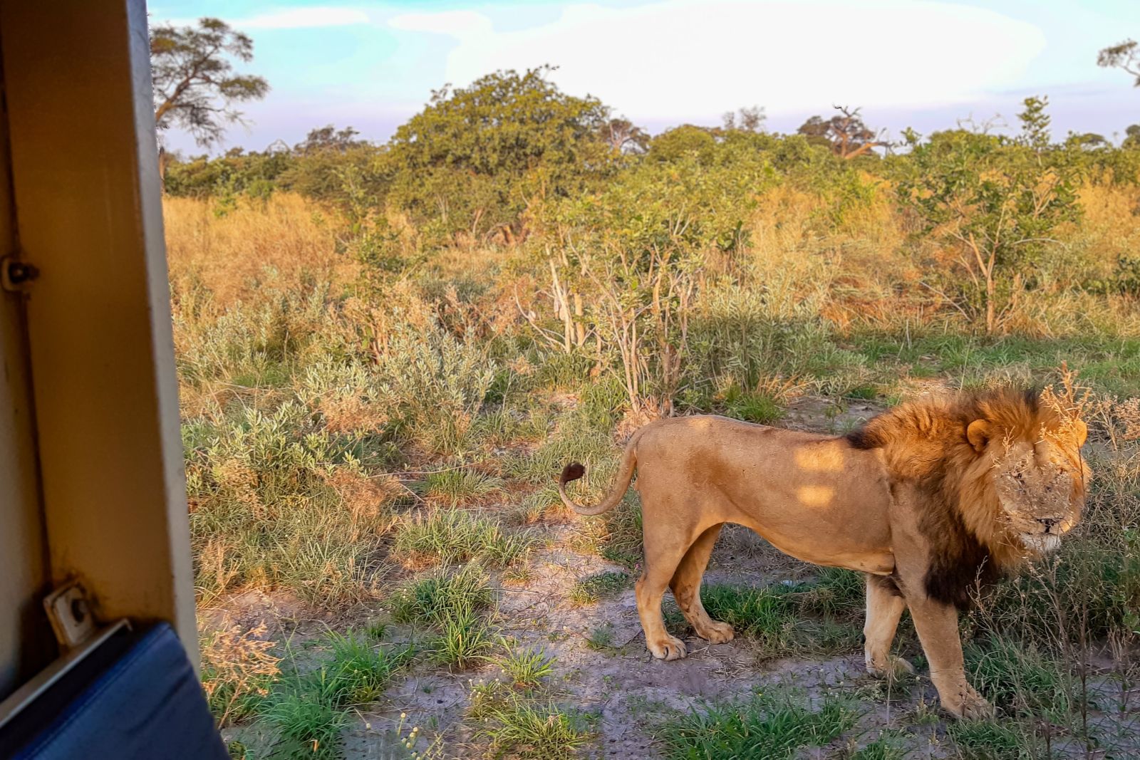 Starke Löwen in der Savuti-Region