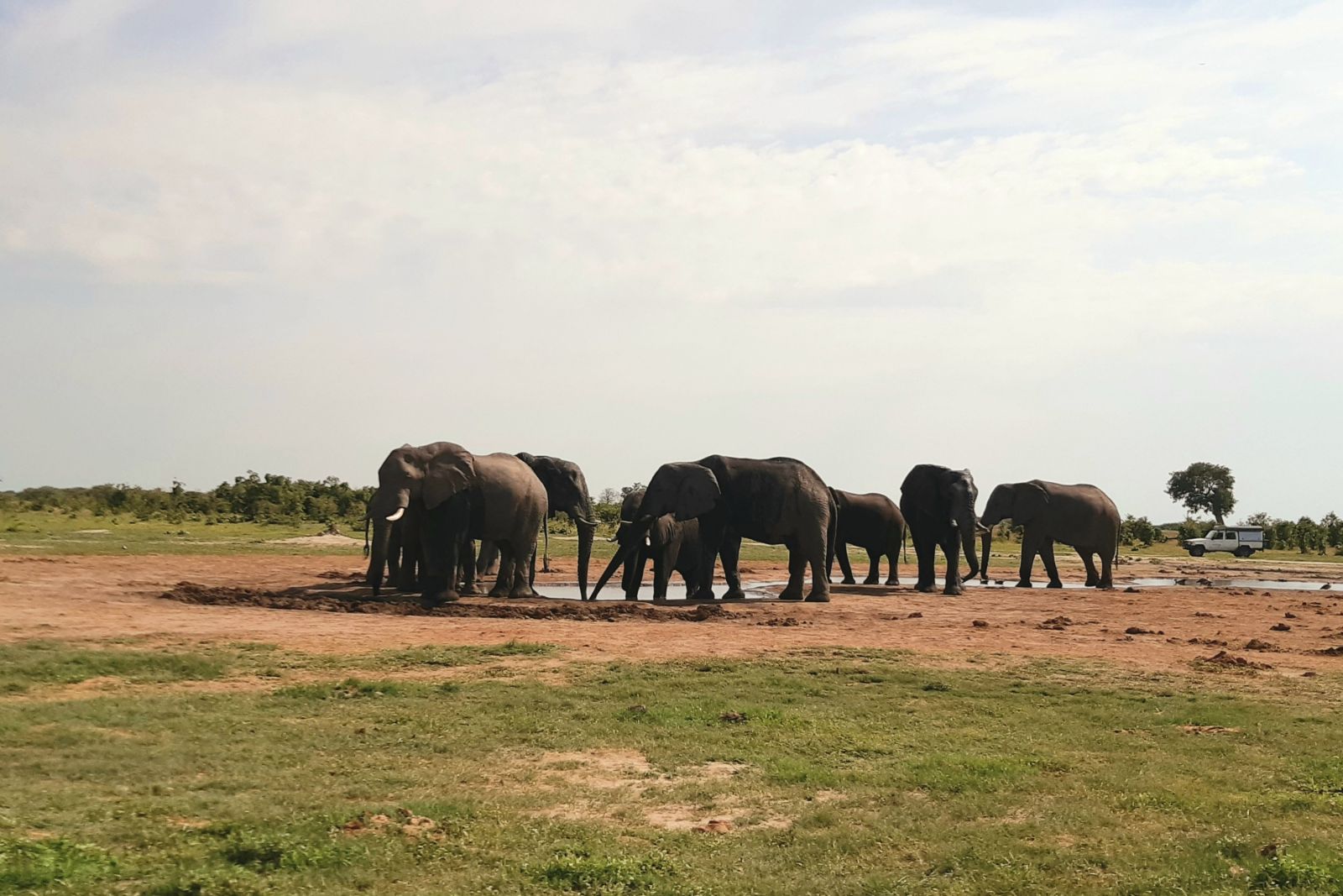 Elefanten stillen ihren Durst am Wasserloch
