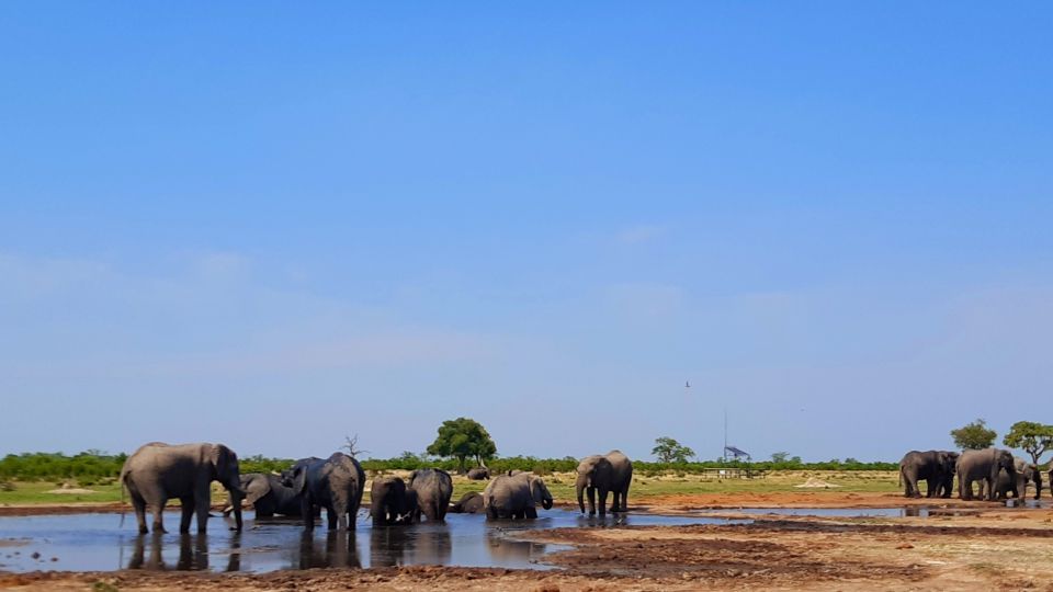 Elefanten am Wasserloch, Savuti-Region