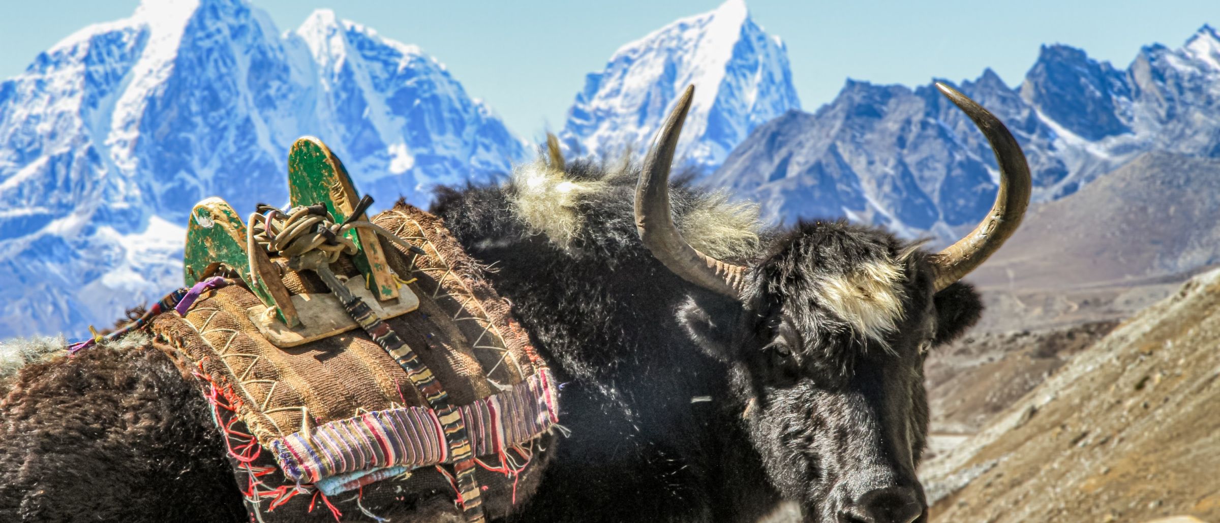 Ein Yak vor den 6000er-Gipfeln im Everest-Gebiet